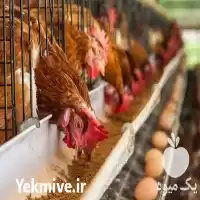 خریدمرغ پولت صنعتی در تهران در گروه خوراک دام و طیور در یکمیوه