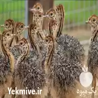 قیمت خرید جوجه تخم نطفه دار در گروه مرغ و خروس و بوقلمون و اردک قو قاز در یکمیوه