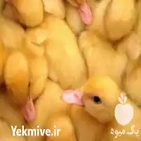 خرید و فروش جوجه اردک در تهران در گروه مرغ و خروس و بوقلمون و اردک قو قاز در یکمیوه