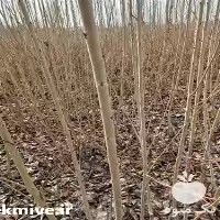 قیمت خرید نهال گیلاس در گروه خرید و فروش نهال میوه در یکمیوه