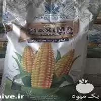 قیمت خرید پخش ذرت ماکسیما دندان در گروه خرید و فروش بذر ذرت در یکمیوه