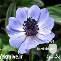 فروش بذر گل شقایق فروش بذر در اصفهان در گروه خرید و فروش گیاهان زینتی در یکمیوه