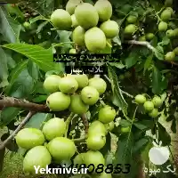 قیمت خرید نهال گردو پیوندی وارداتی در زنجان در گروه خرید و فروش نهال گردو در یکمیوه