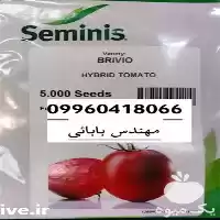 قیمت خرید بذر گوجه فرنگی بریویو در تهران در گروه خرید و فروش بذر گوجه در یکمیوه