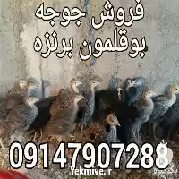 فروش بوقلمون برنز انگلیسی بوقلمون برنز در ارومیه در گروه مرغ و خروس و بوقلمون و اردک قو قاز در یکمیوه