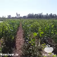قیمت خرید عرضه نهال صنوبر در زنجان در گروه خرید و فروش نهال صنوبر در یکمیوه