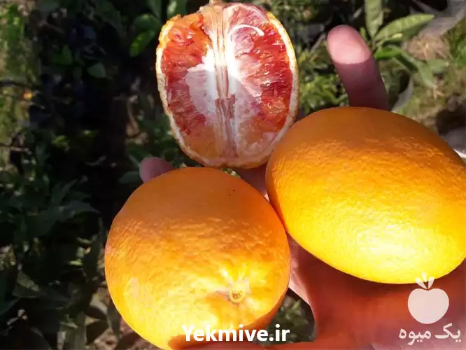 فروش نهال های پرتقال خونی نهالستان در ساری در گروه خرید و فروش نهالستان در یکمیوه -عکس1