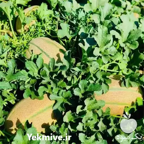 فروش بذر ملون باجو در گروه خرید و فروش بذر ملون در یکمیوه -عکس1