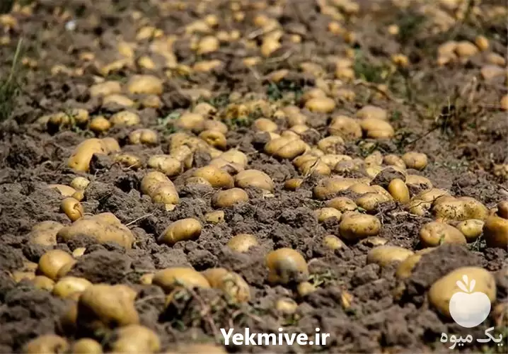 قیمت خرید کود ورمی کمپوست در شیراز در گروه دارو و داروخانه در یکمیوه -عکس1