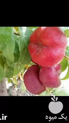 فروش ارائه نهال خوراکی شلیل دونات در گروه خرید و فروش نهال در یکمیوه -عکس1