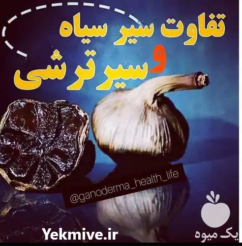 نمایندگی سیر سیاه فروش سیر سیاه در بوشهر در گروه محصولات ترشی در یکمیوه -عکس1