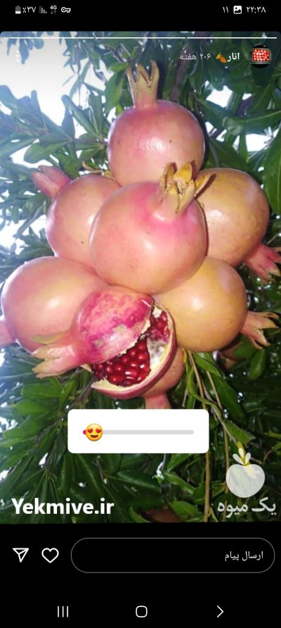 فروش عمده انار میخوش در شیراز در گروه باغدار در یکمیوه -عکس1