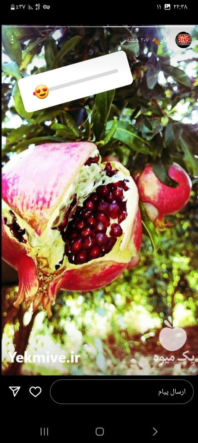 فروش عمده انار میخوش در شیراز در گروه باغدار در یکمیوه -عکس2