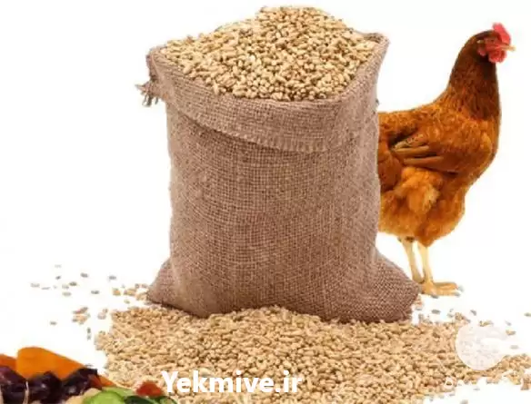 قیمت خرید دان استارتر در تهران در گروه مرغ و خروس و بوقلمون و اردک قو قاز در یکمیوه -عکس1