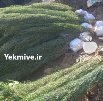 فروش نهال مرکبات و سیاه درخت در باب انار در گروه خرید و فروش نهال مرکبات در یکمیوه -عکس1