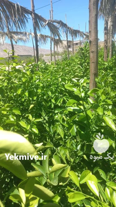 فروش نهال مرکبات و سیاه درخت در باب انار در گروه خرید و فروش نهال مرکبات در یکمیوه -عکس2