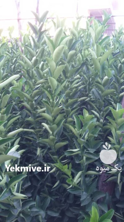 فروش نهال مرکبات و سیاه درخت در باب انار در گروه خرید و فروش نهال مرکبات در یکمیوه -عکس3