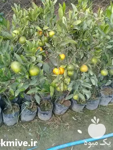 فروش نهال مرکبات نارنکی پیج انشو در ساری در گروه خرید و فروش نهال مرکبات در یکمیوه -عکس1