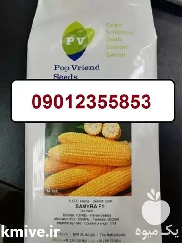 فروش بذر ذرت سمیرا با کیفیت در گروه خرید و فروش بذر ذرت در یکمیوه -عکس1