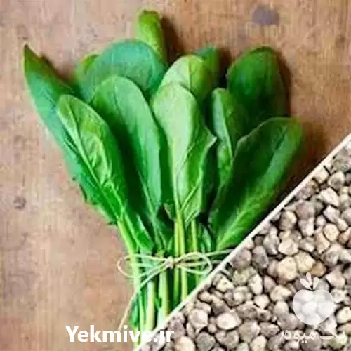 قیمت و خرید بذر اسفناج در گروه خرید و فروش انواع بذر در یکمیوه -عکس1