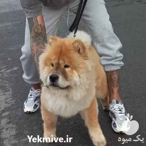 فروش توله چاوچاو 45 روزه چااوچاو در گروه سگ و گربه در یکمیوه -عکس1