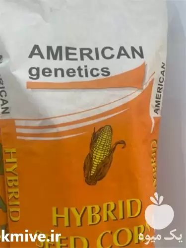 فروش بذر ذرت امریکن ژنتیکس در سنندج در گروه خرید و فروش بذر ذرت در یکمیوه -عکس1
