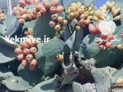فروش میوه کاکتوس گلابی مالتا قرمز در گروه خرید و فروش گیاهان زینتی در یکمیوه -عکس1
