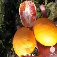 فروش نهال های پرتقال خونی نهالستان در ساری در گروه خرید و فروش نهالستان در یکمیوه