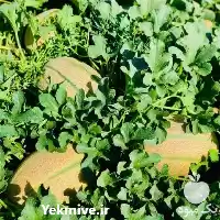 فروش بذر ملون باجو در گروه خرید و فروش بذر ملون در یکمیوه