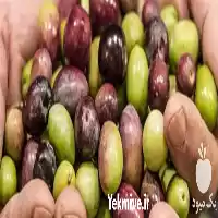 فروش قیمت نهال زیتون کراتینا ایتالیایی در ساری در گروه خرید و فروش نهال زیتون در یکمیوه