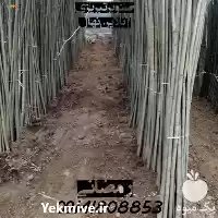 نیازمند سرمایه کشاورزی صنوبر تبریزی در گروه نیازمند سرمایه محصولات کشاورزی در یکمیوه