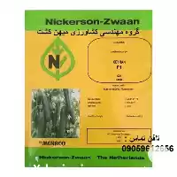 قیمت خرید بذر خیار گلخانه ای در اصفهان در گروه خرید و فروش بذر خیار در یکمیوه