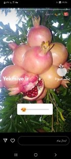 فروش عمده انار میخوش در شیراز
