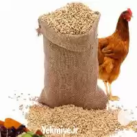 قیمت خرید دان استارتر در تهران در گروه مرغ و خروس و بوقلمون و اردک قو قاز در یکمیوه