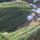 فروش نهال مرکبات و سیاه درخت در باب انار در گروه خرید و فروش نهال مرکبات در یکمیوه