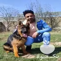 آگهی مشابه سگ ژرمن بلک فروش ژرمن در گروه سگ و گربه در یکمیوه