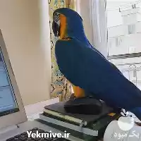 قیمت خرید تخم نطفه دار کاسکو در بوشهر در گروه انواع تخم ها در یکمیوه