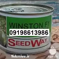 تامین بذر هندوانه وینستون پر فروش در بوشهر در گروه خرید و فروش بذر هندوانه در یکمیوه