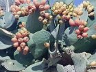 فروش میوه کاکتوس گلابی مالتا قرمز در گروه خرید و فروش گیاهان زینتی در یکمیوه