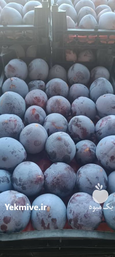 الو کالیفورنیا صادراتی در گروه سردخانه در یکمیوه -عکس1