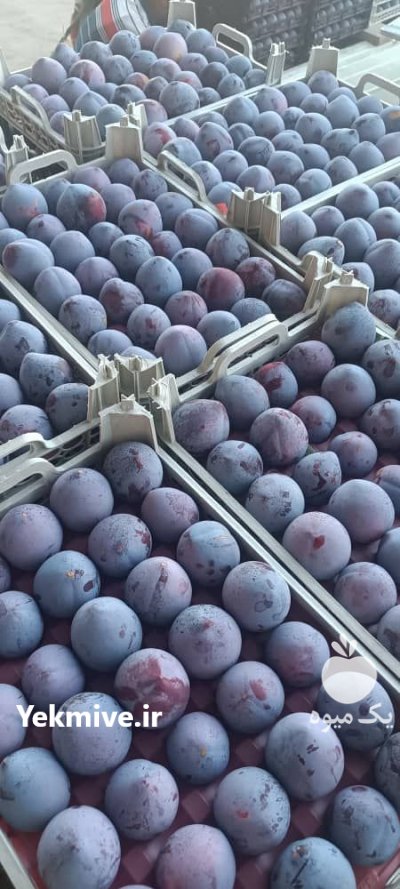 الو کالیفورنیا صادراتی در گروه سردخانه در یکمیوه -عکس2