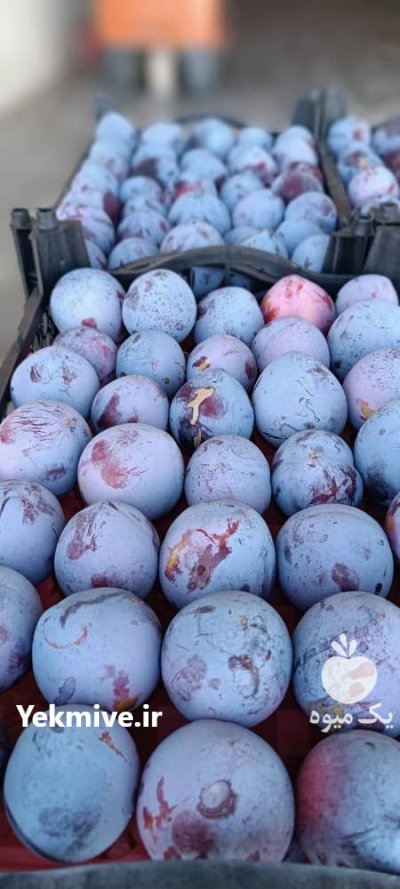 الو کالیفورنیا صادراتی در گروه سردخانه در یکمیوه -عکس3