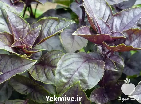 فروش خرید بذر ریحان سبز بنفش در تهران در گروه خرید و فروش بذر سبزی در یکمیوه -عکس1