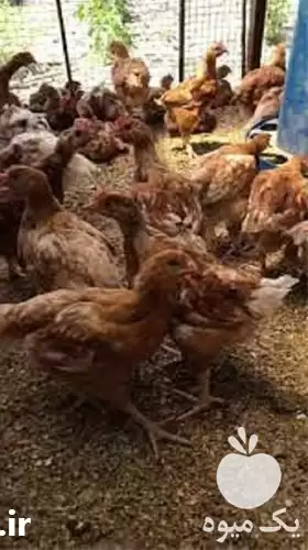 فروش انواع جوجه مرغ اصلاح نژاد در کرمان  در گروه مرغ و خروس و بوقلمون و اردک قو قاز در یکمیوه -عکس1