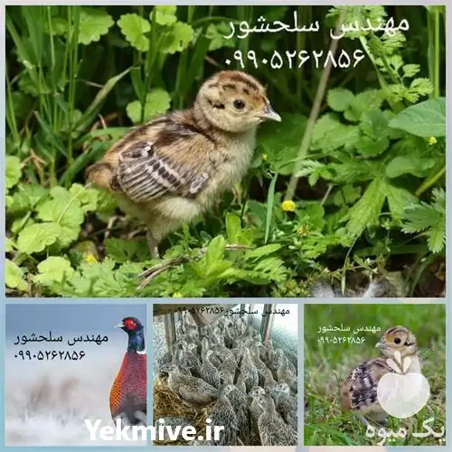 قیمت خرید جوجه یکروزه قرقاول در ارومیه در گروه مرغ و خروس و بوقلمون و اردک قو قاز در یکمیوه -عکس1