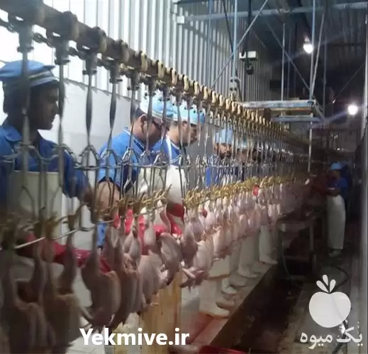 خریدار بوقلمون زنده در تهران در گروه مرغ و خروس و بوقلمون و اردک قو قاز در یکمیوه -عکس1