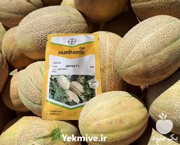 قیمت خرید بذر ملون جانا قیمت در کرمان  در گروه خرید و فروش بذر خربزه در یکمیوه -عکس1