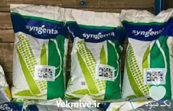قیمت خرید بذر ذرت اکسن چوئیت در اصفهان در گروه خرید و فروش بذر ذرت در یکمیوه -عکس1