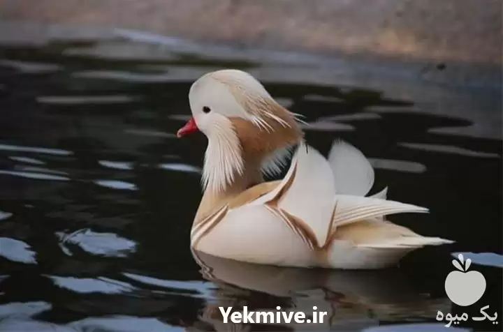 فروش تخم اردک نطفه دار ماندارین در مشهد در گروه مرغ و خروس و بوقلمون و اردک قو قاز در یکمیوه -عکس1