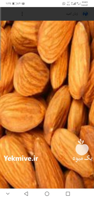 فروش بادام امسال در گروه باغدار در یکمیوه -عکس2